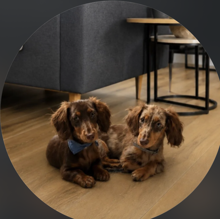 Photo d’accueil de deux Teckels de l’élevage
