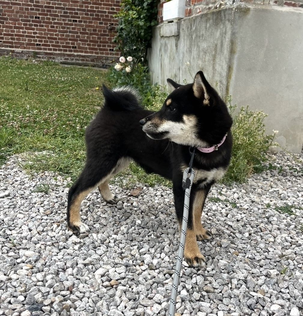 Baïa — Shiba · LOF · future maman