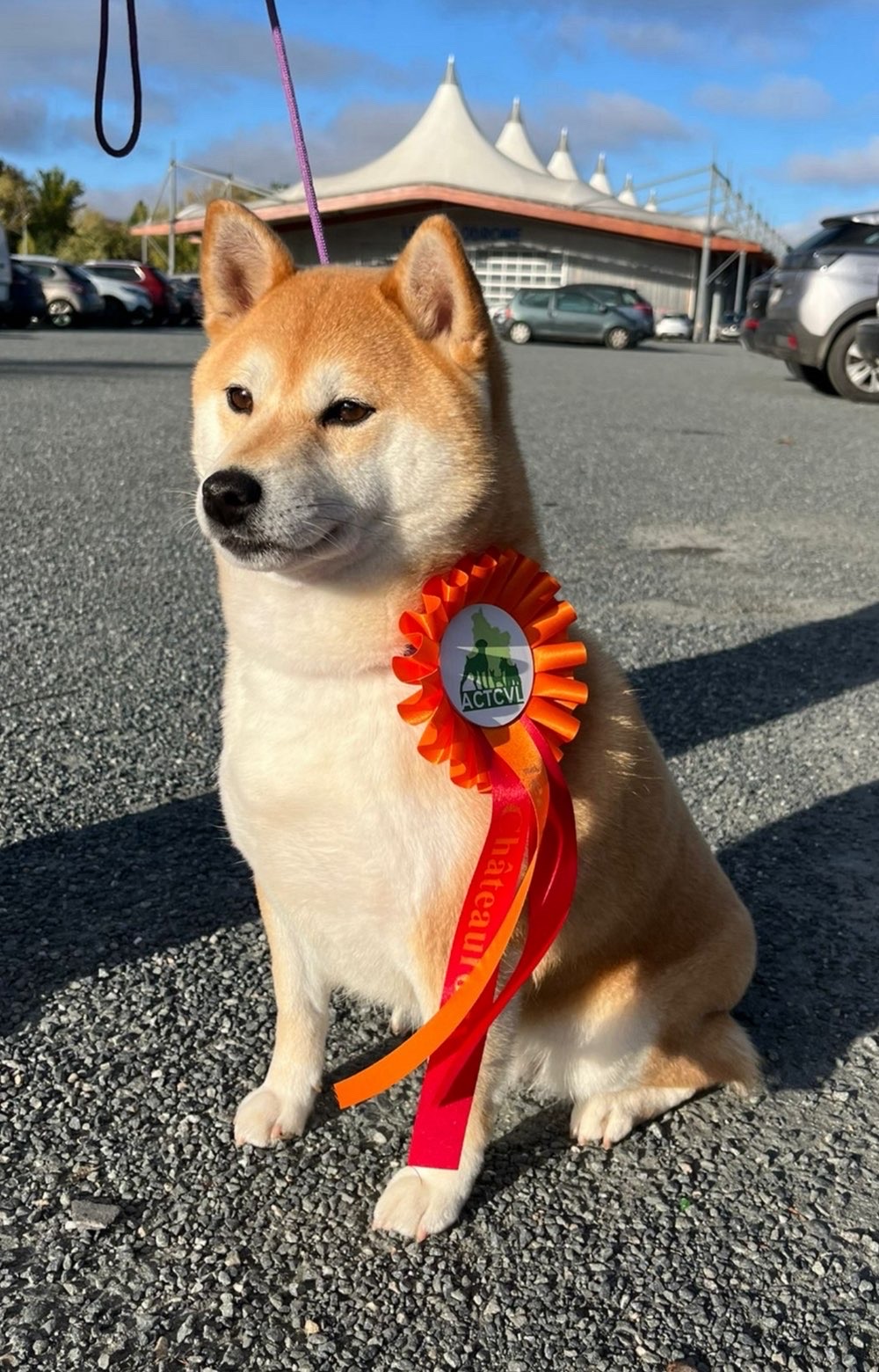 Dolly, maman Shiba LOF