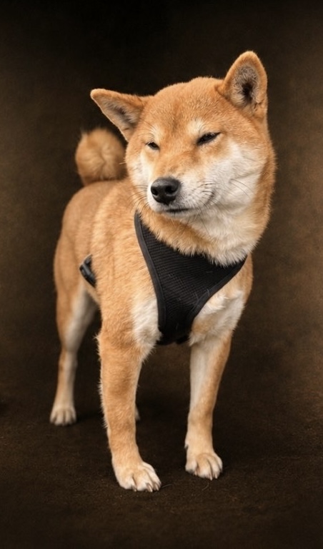 Haru — Shiba · LOF