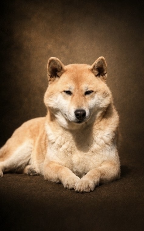 Kyra, maman Shiba LOF