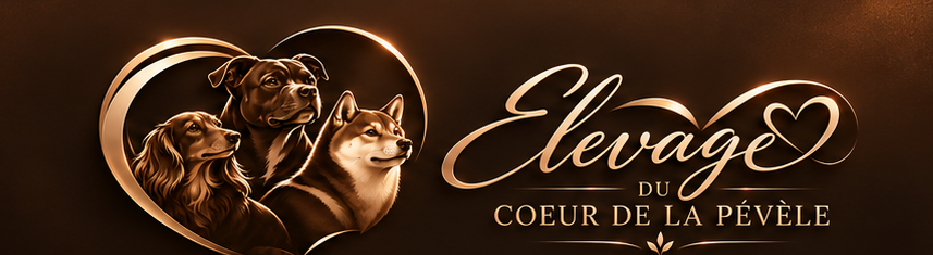Élevage du Cœur de la Pévèle — Teckel, Staffie et Shiba
