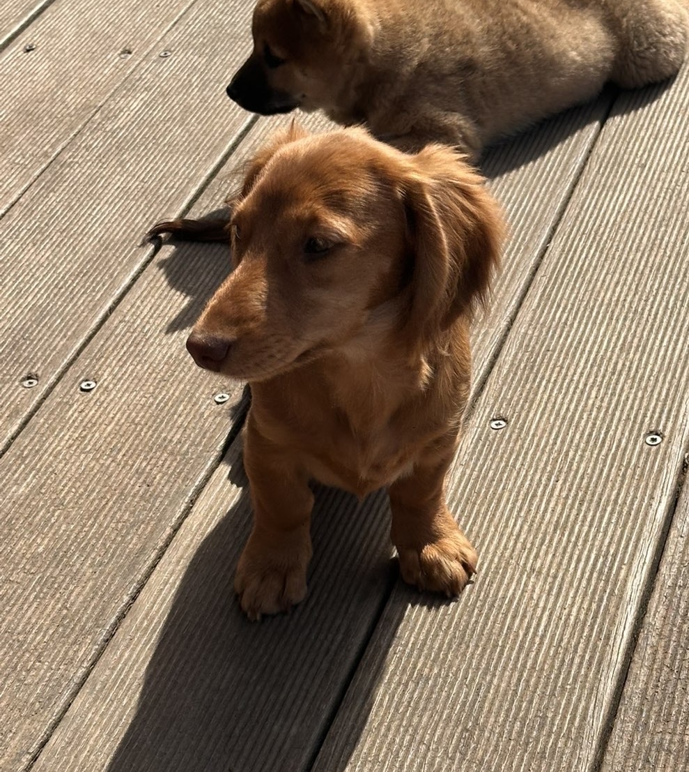 Nala — Teckel nain à poil long · non LOF · future maman