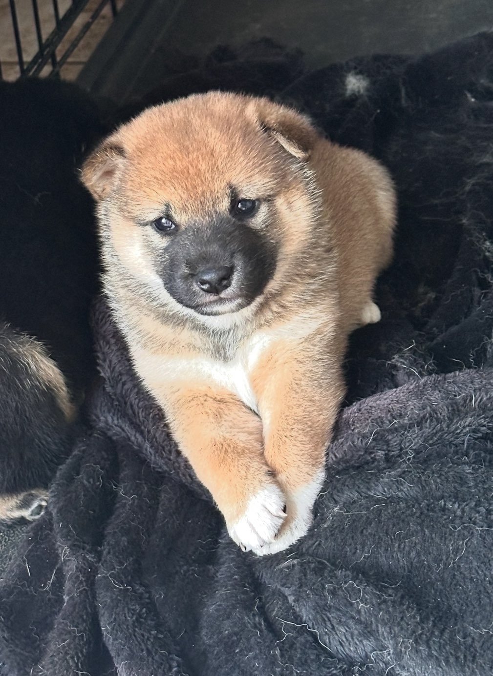 Mes petits Shibas — Photo de chiot de mon élevage · portée et disponibilités à confirmer