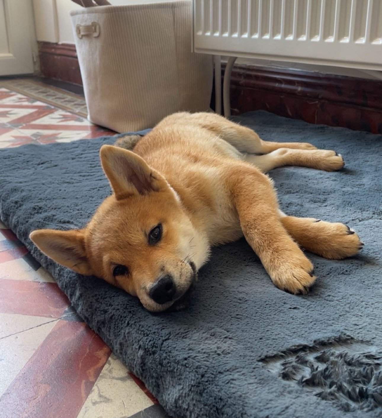 Jeune Shiba de l’élevage se reposant sur un tapis
