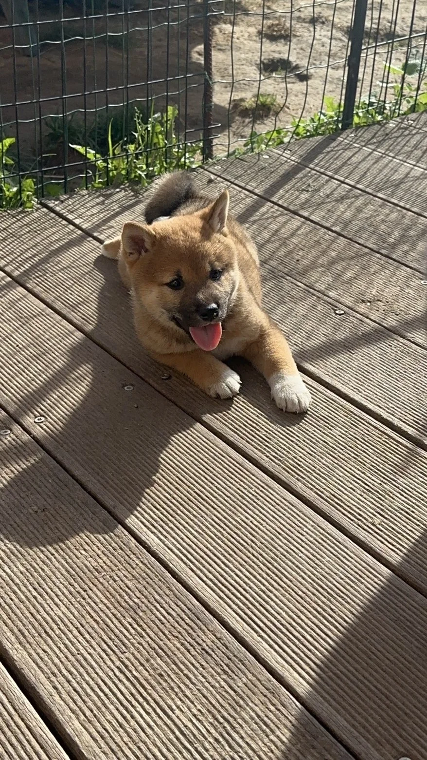 Shiba — chiot de l’élevage