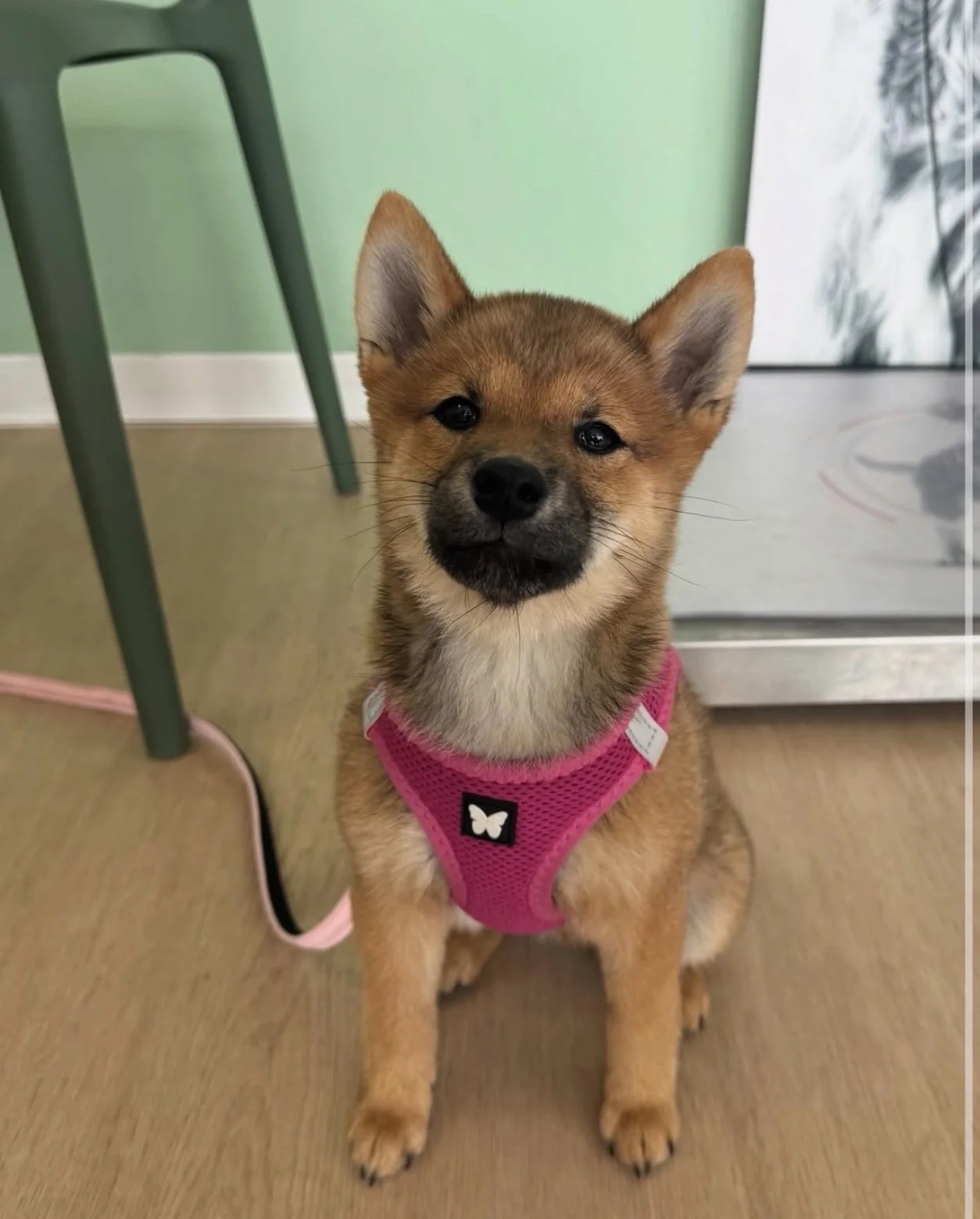 Shiba — chiot de l’élevage