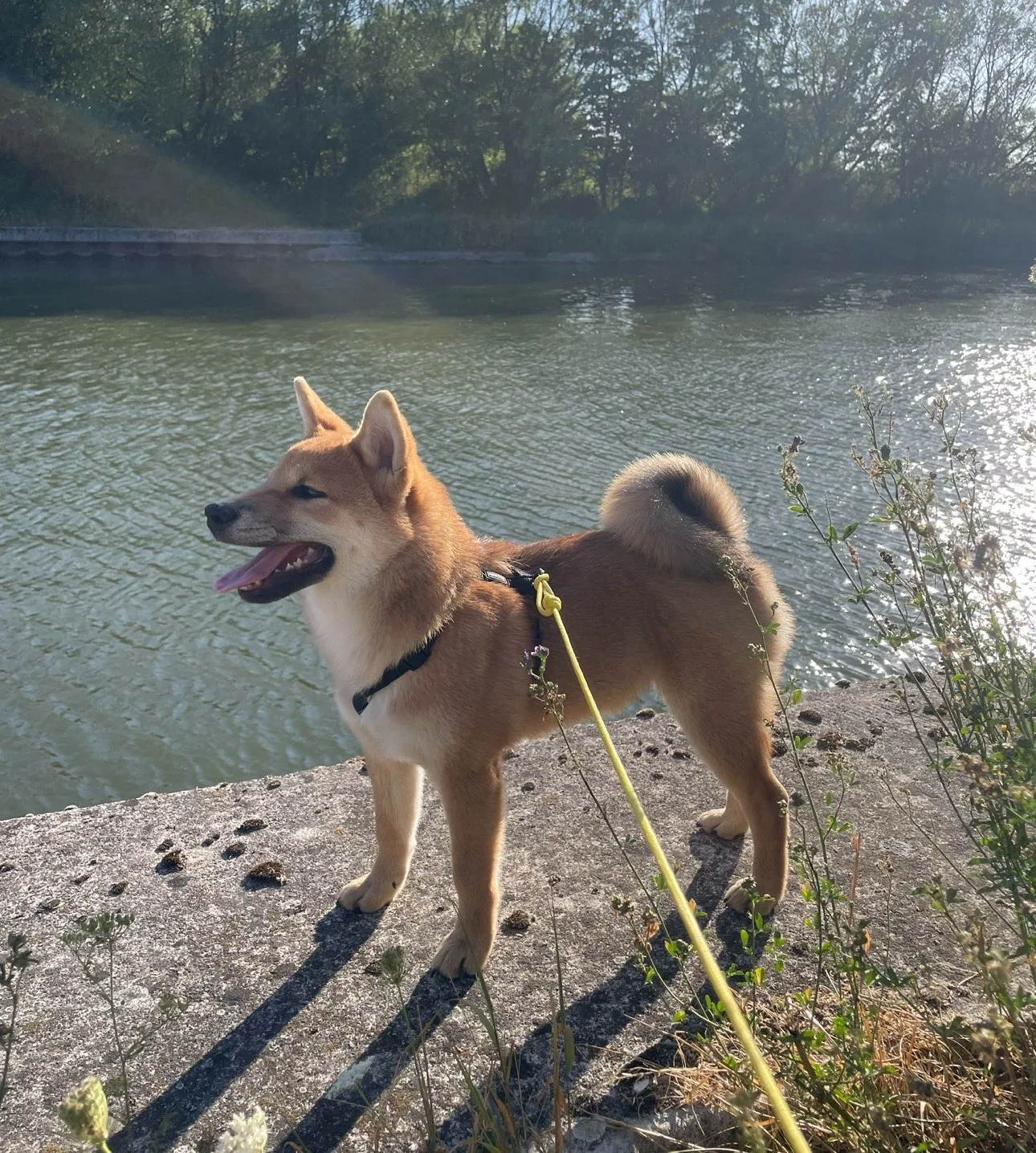 Shiba — des nouvelles d’un chien dans sa famille