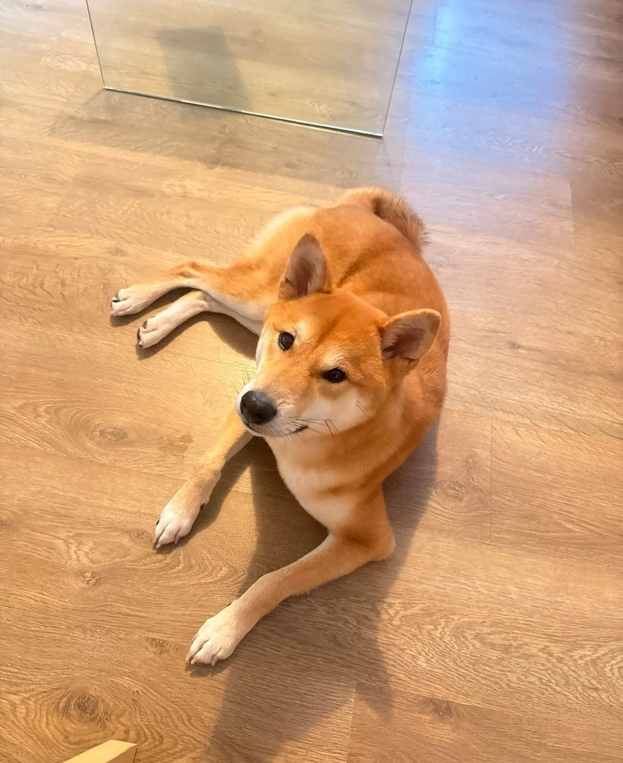 Shiba — des nouvelles d’un chien dans sa famille