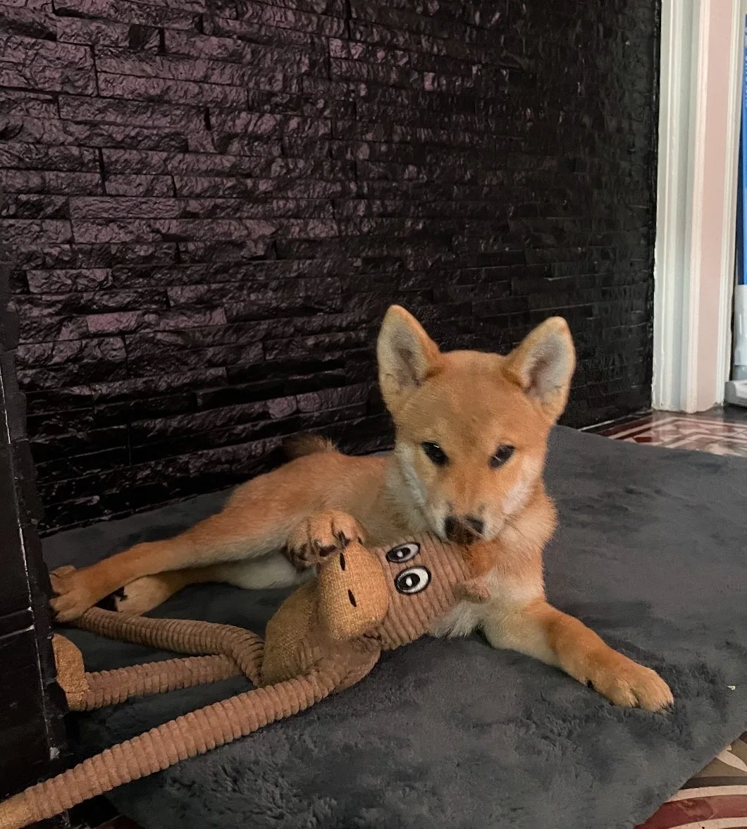 Shiba — des nouvelles d’un chien dans sa famille