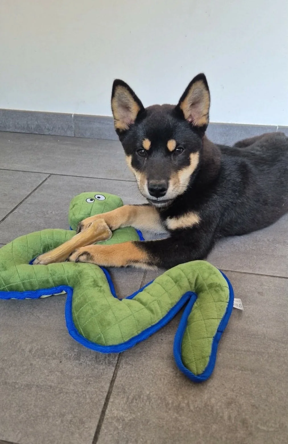 Shiba — des nouvelles d’un chien dans sa famille