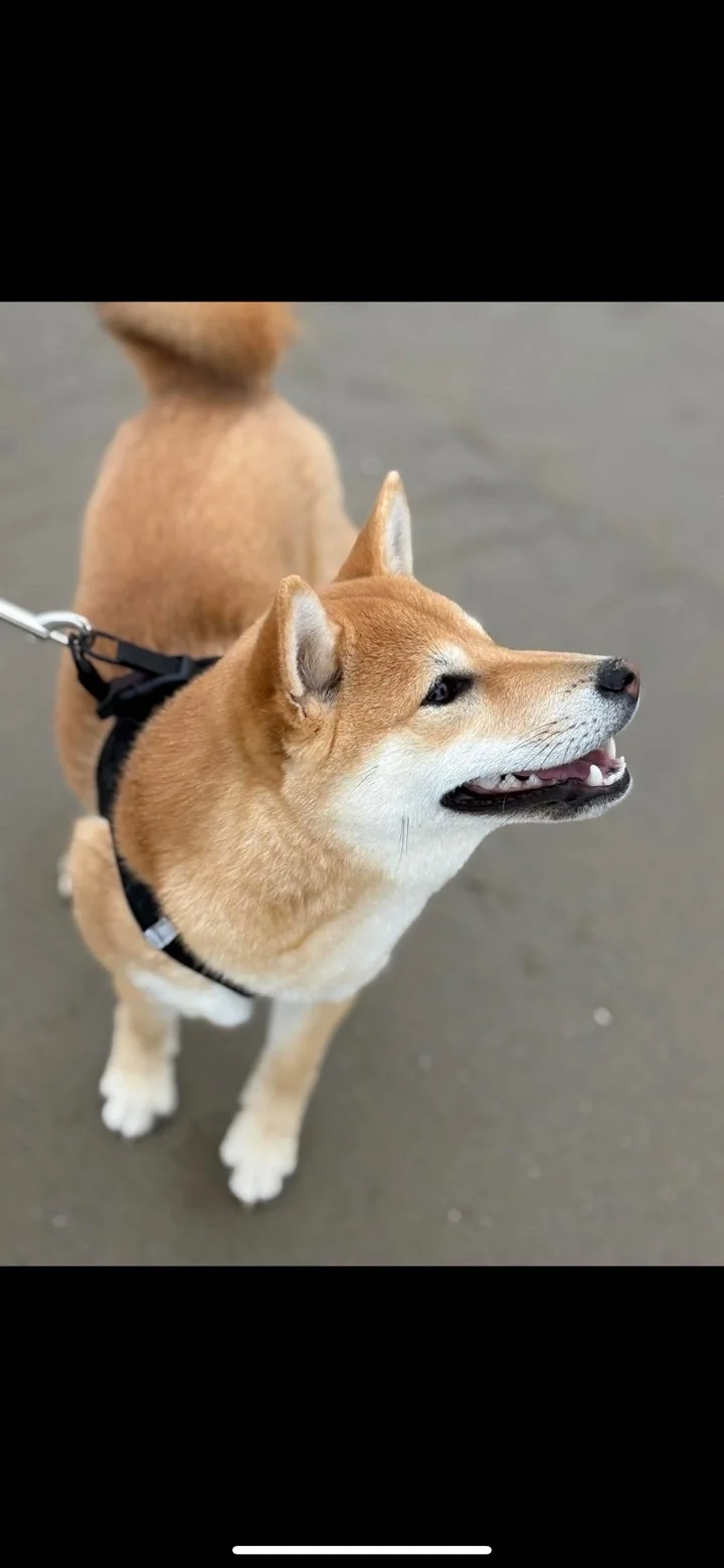 Shiba — des nouvelles d’un chien dans sa famille