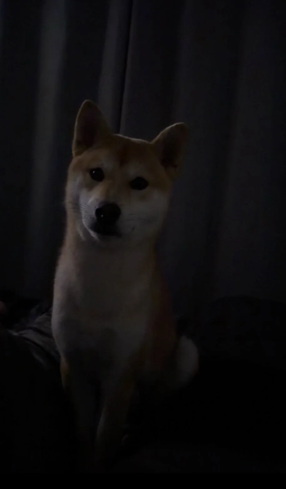 Shiba — des nouvelles d’un chien dans sa famille