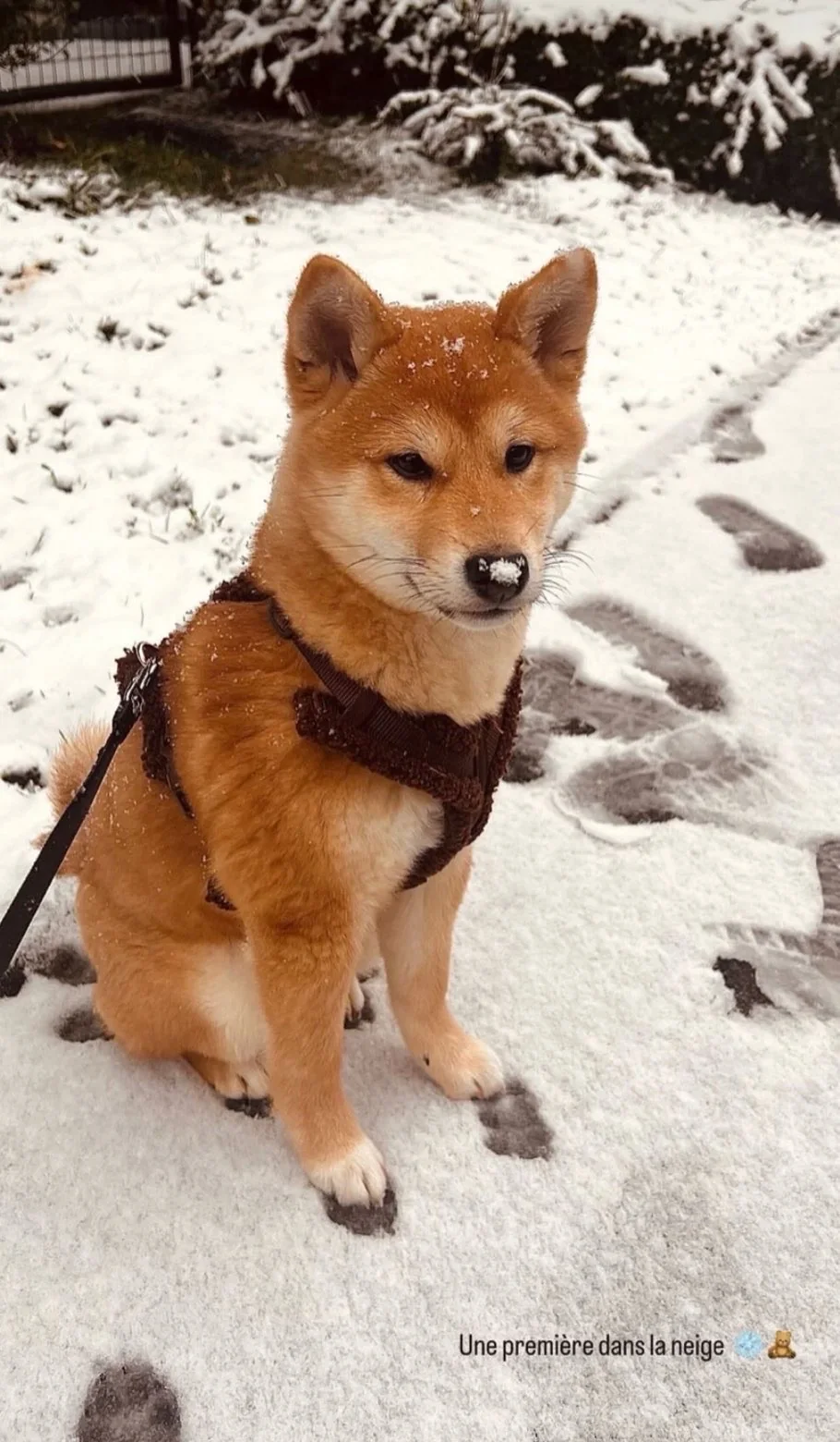 Shiba — des nouvelles d’un chien dans sa famille