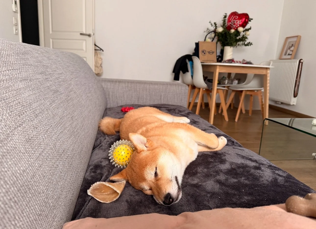 Shiba — des nouvelles d’un chien dans sa famille