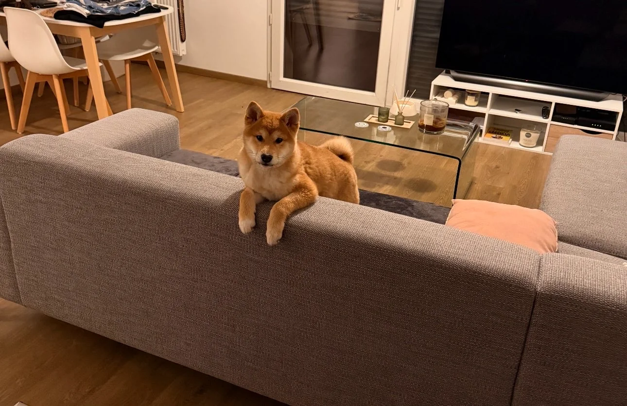 Shiba — des nouvelles d’un chien dans sa famille