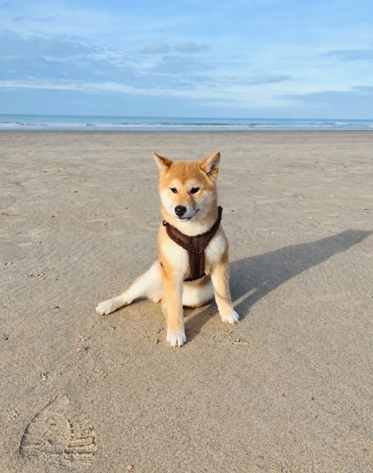 Shiba — des nouvelles d’un chien dans sa famille