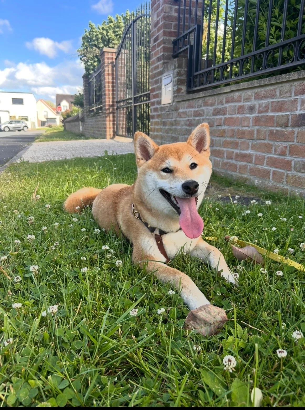 Shiba — des nouvelles d’un chien dans sa famille