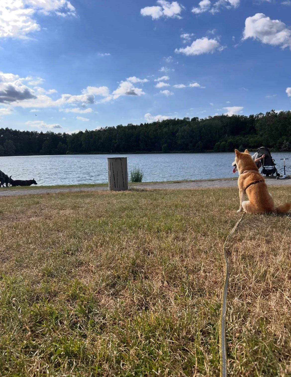 Shiba — des nouvelles d’un chien dans sa famille