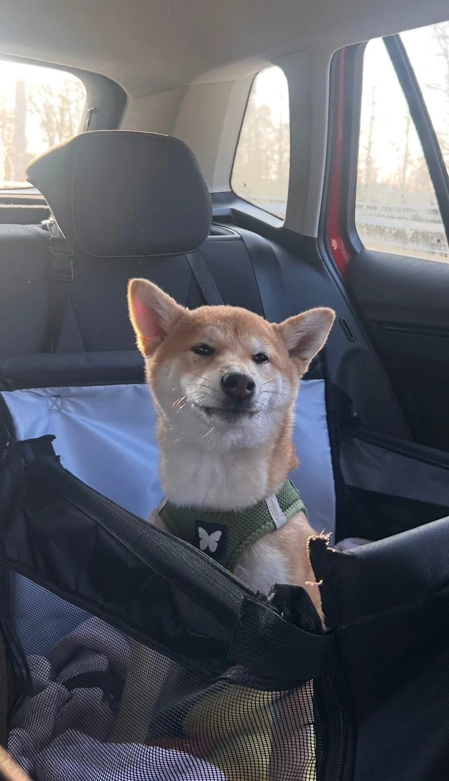 Shiba — des nouvelles d’un chien dans sa famille