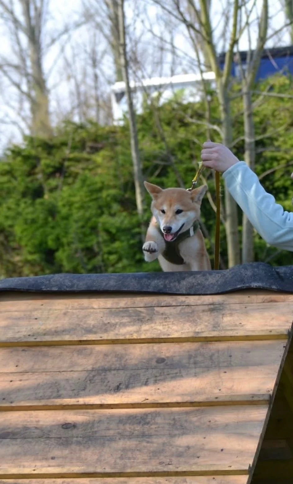 Shiba — des nouvelles d’un chien dans sa famille