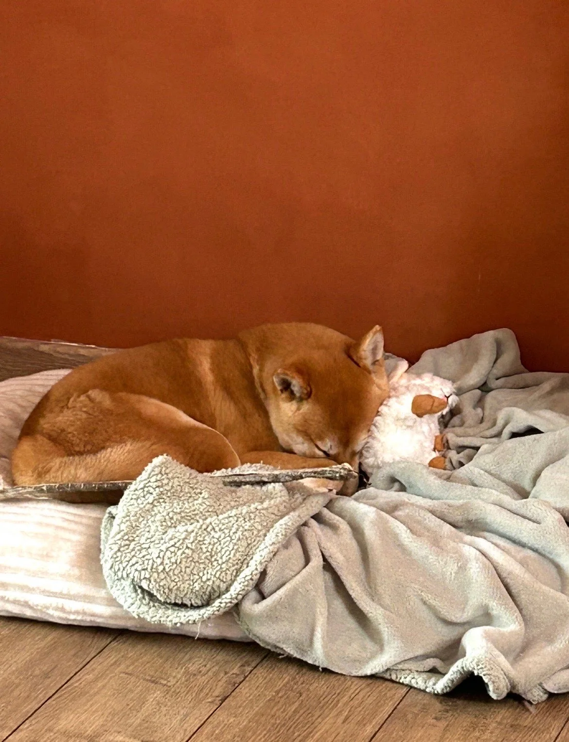 Shiba — des nouvelles d’un chien dans sa famille