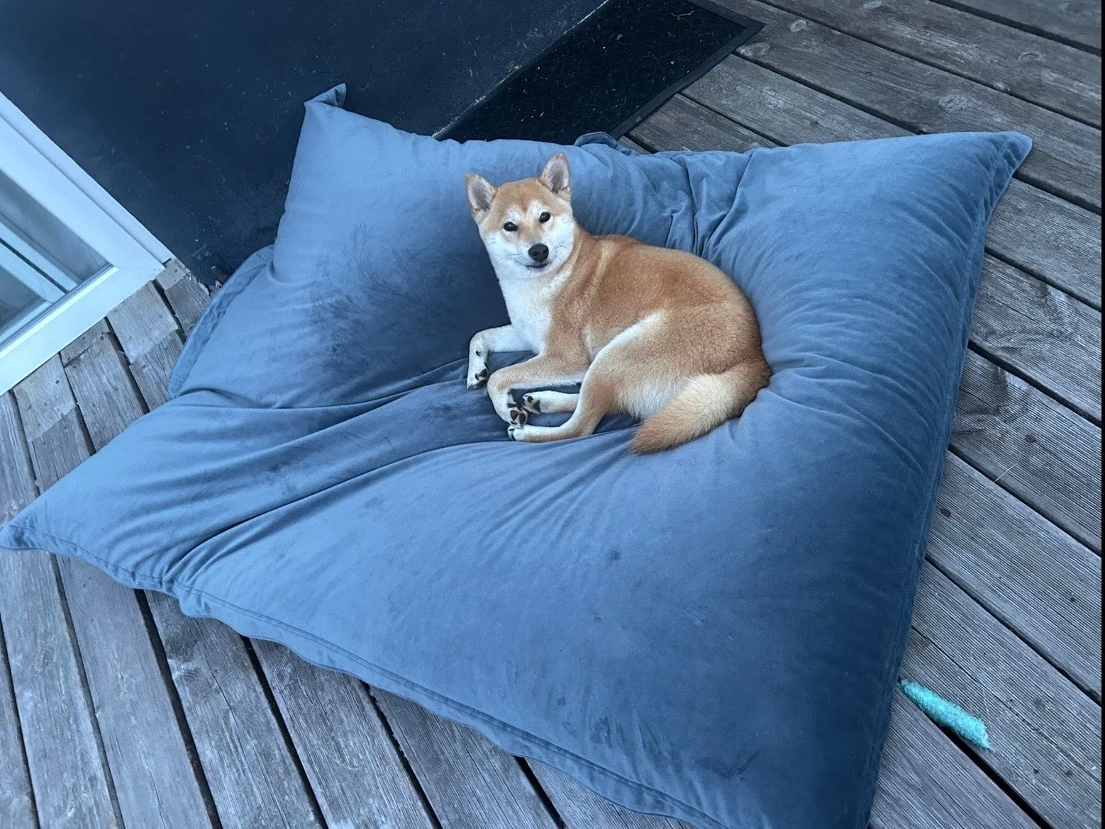 Shiba — des nouvelles d’un chien dans sa famille