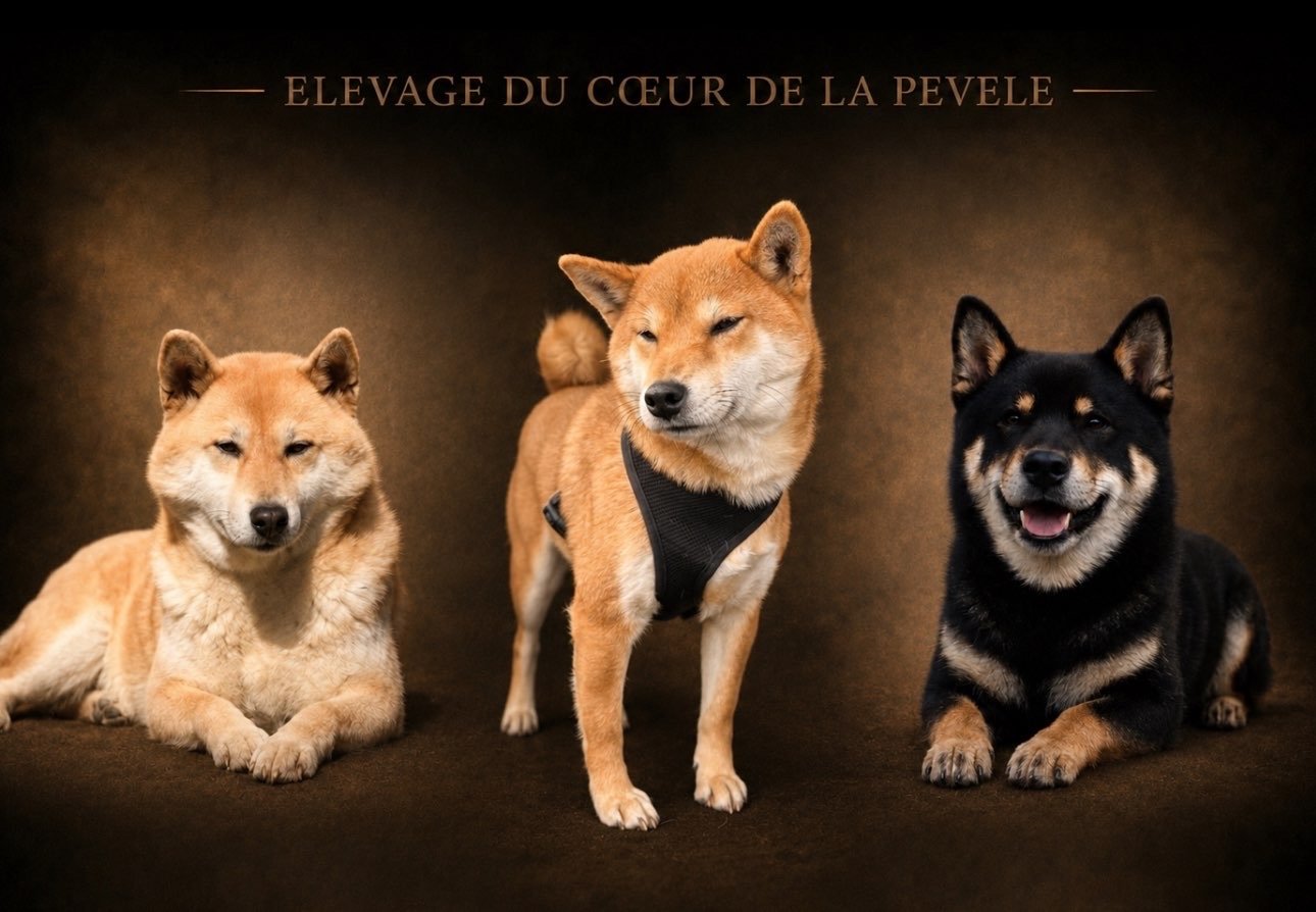 Portraits de Shibas de mon élevage