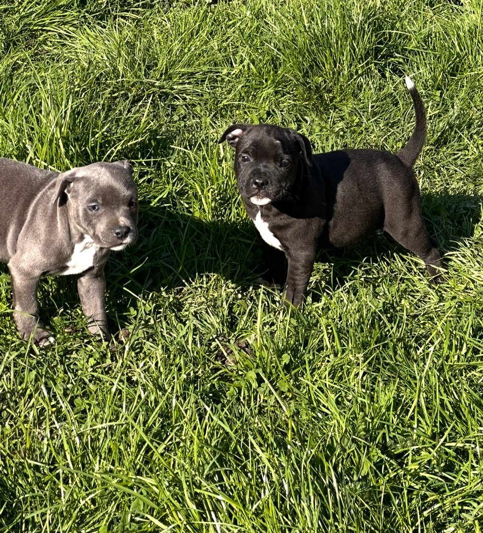 Mes petits Staffies — Photo de chiots de mon élevage · portée et disponibilités à confirmer