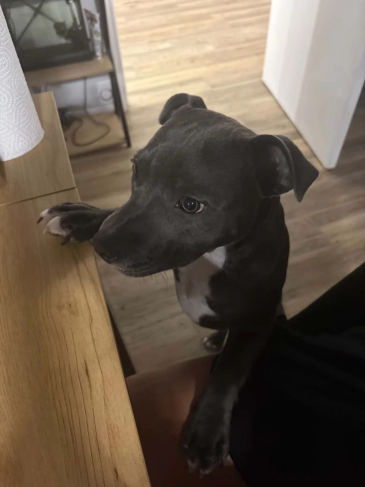 Staffie — des nouvelles d’un chien dans sa famille