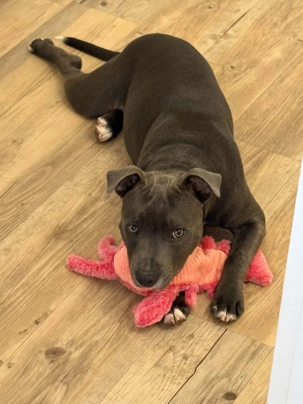 Staffie — des nouvelles d’un chien dans sa famille