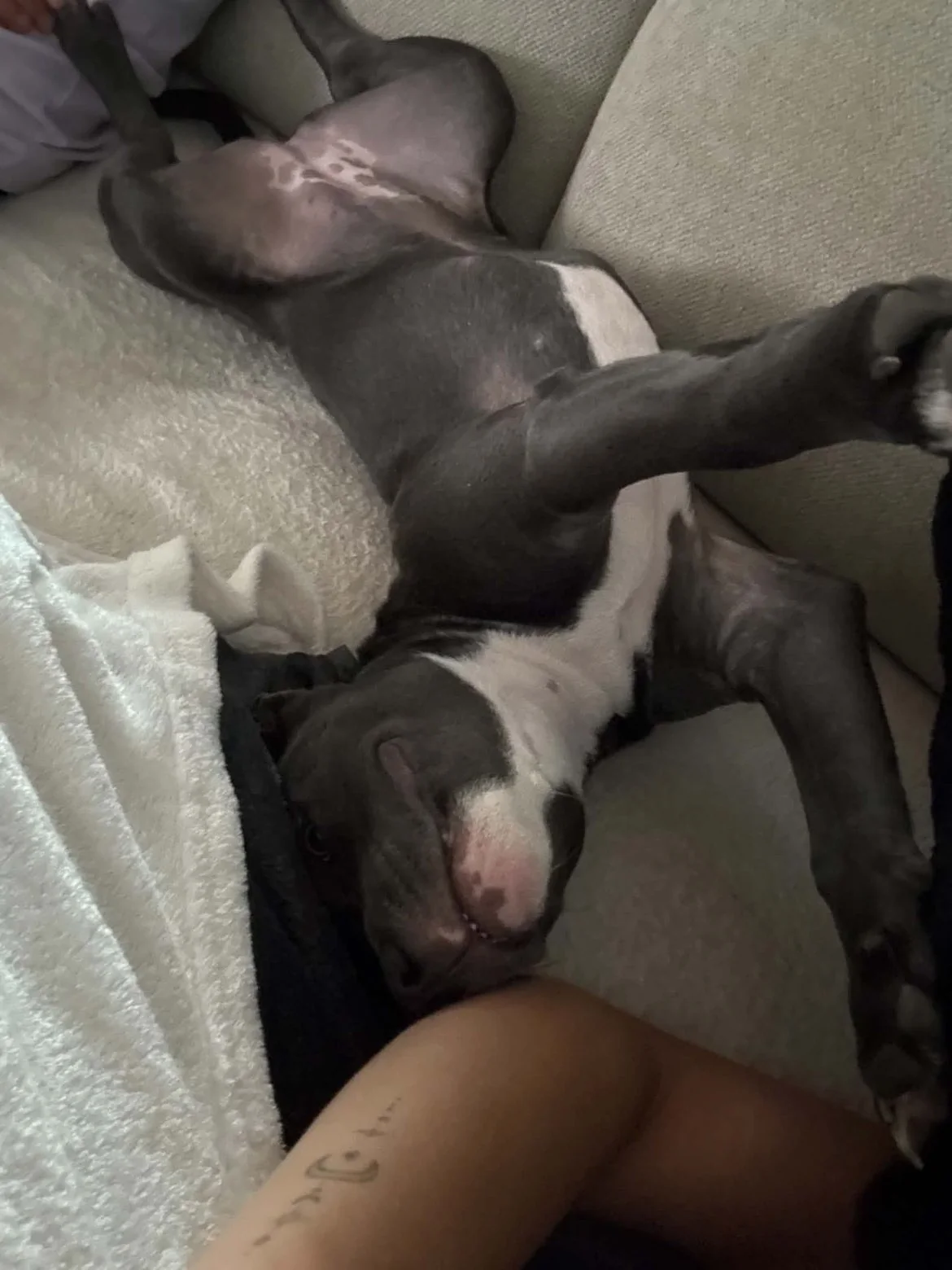 Staffie — des nouvelles d’un chien dans sa famille