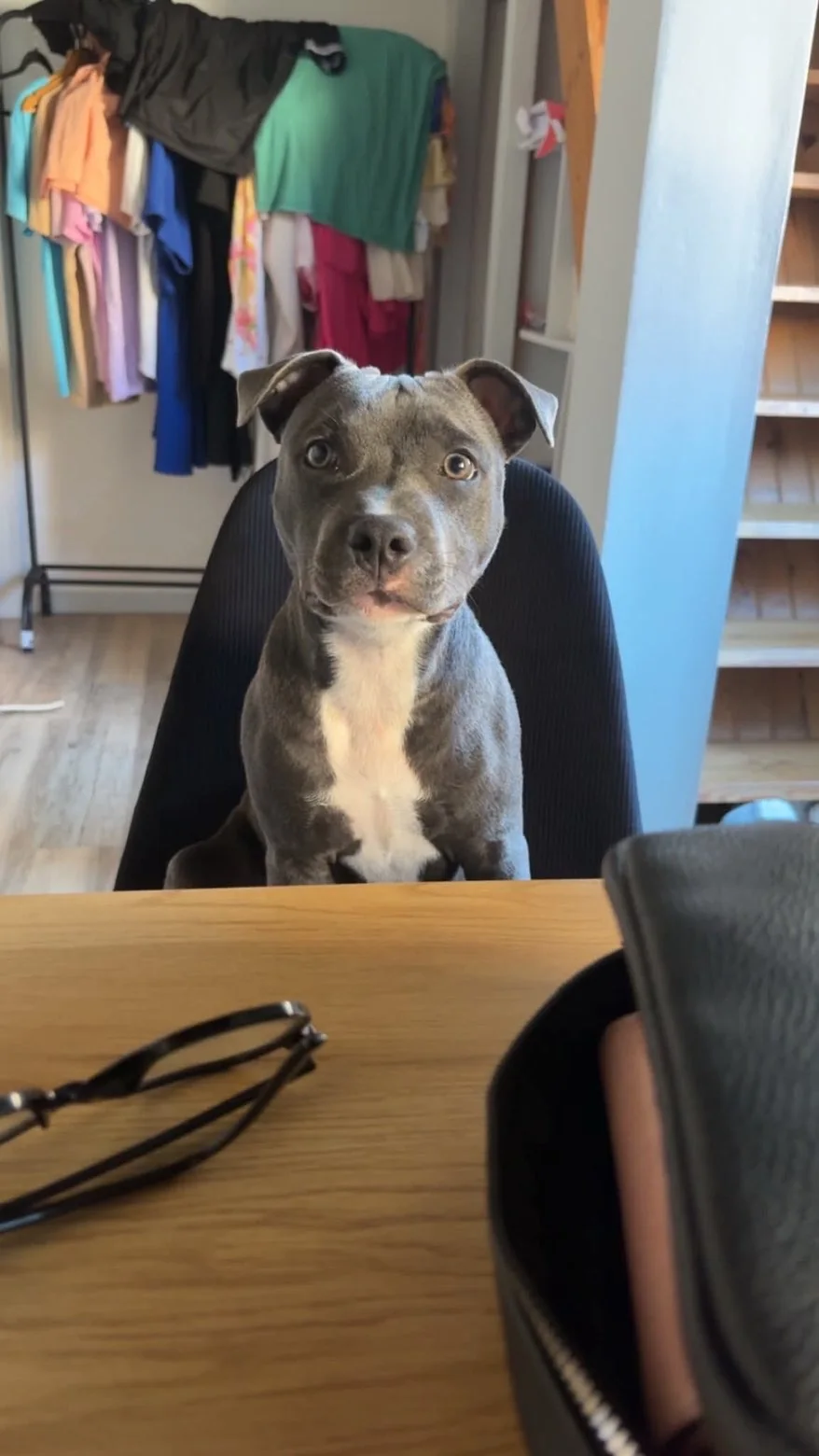 Staffie — des nouvelles d’un chien dans sa famille