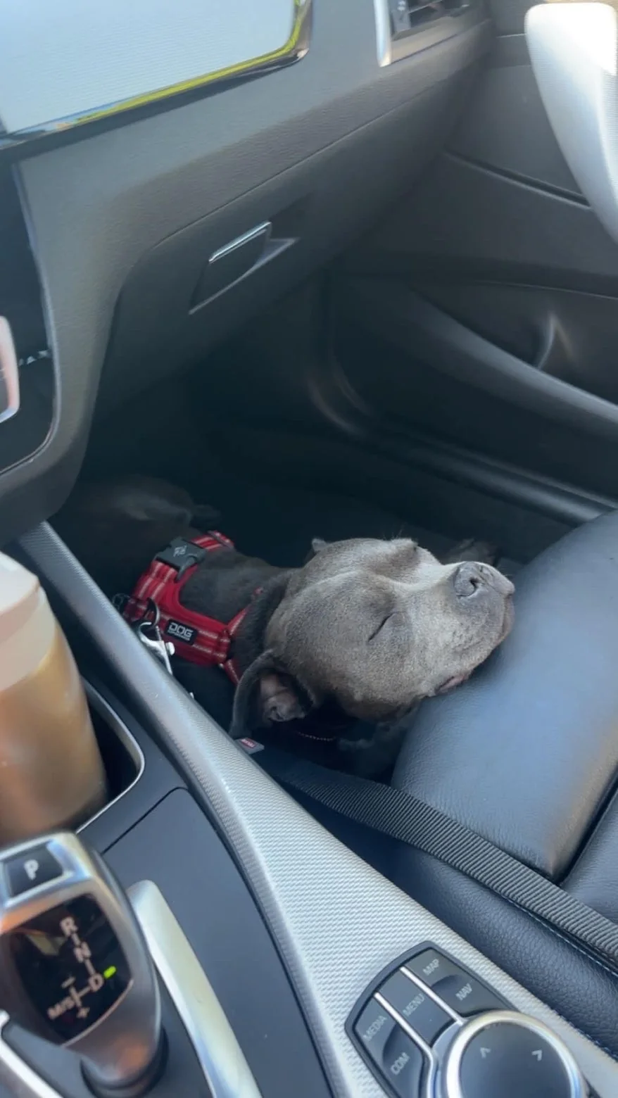 Staffie — des nouvelles d’un chien dans sa famille