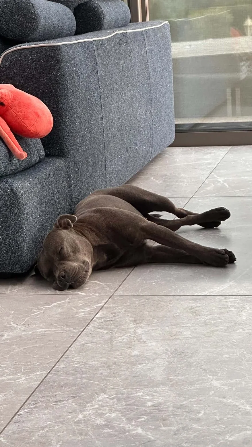Staffie — des nouvelles d’un chien dans sa famille