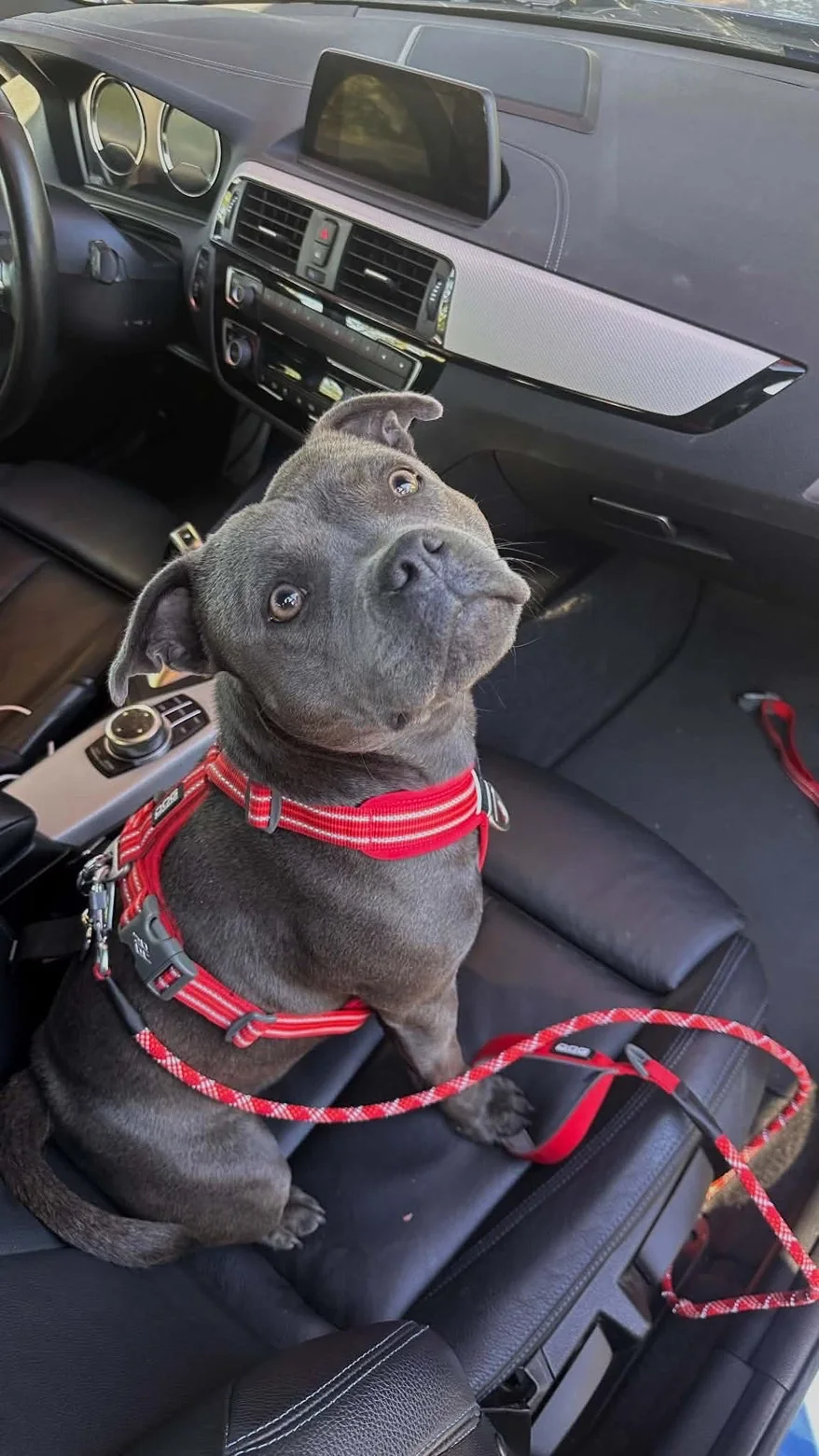 Staffie — des nouvelles d’un chien dans sa famille