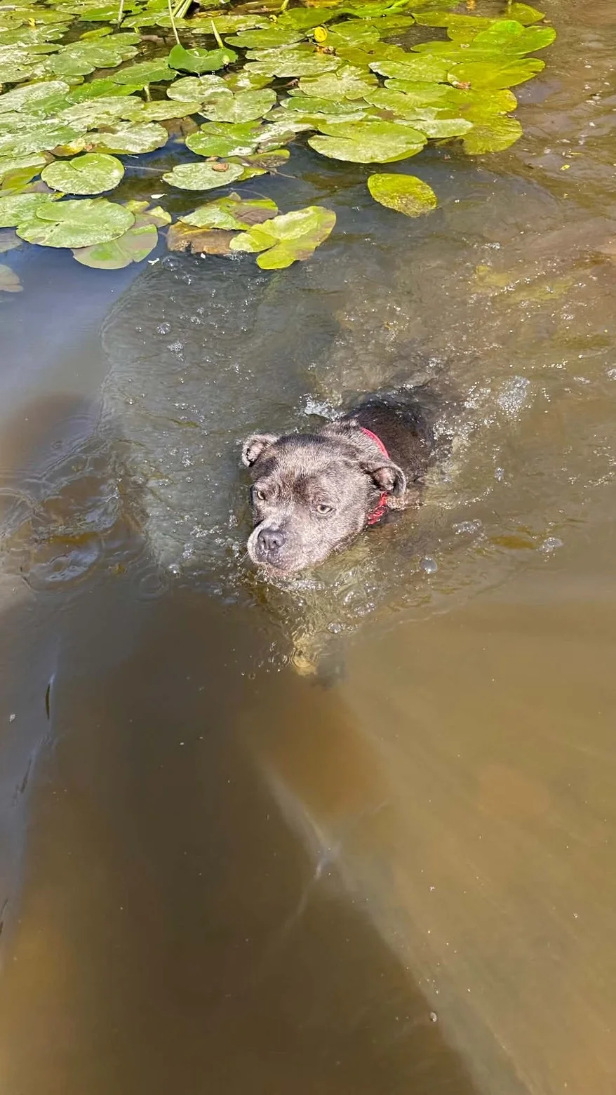 Staffie — des nouvelles d’un chien dans sa famille