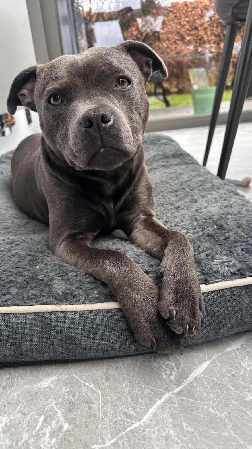Staffie — des nouvelles d’un chien dans sa famille