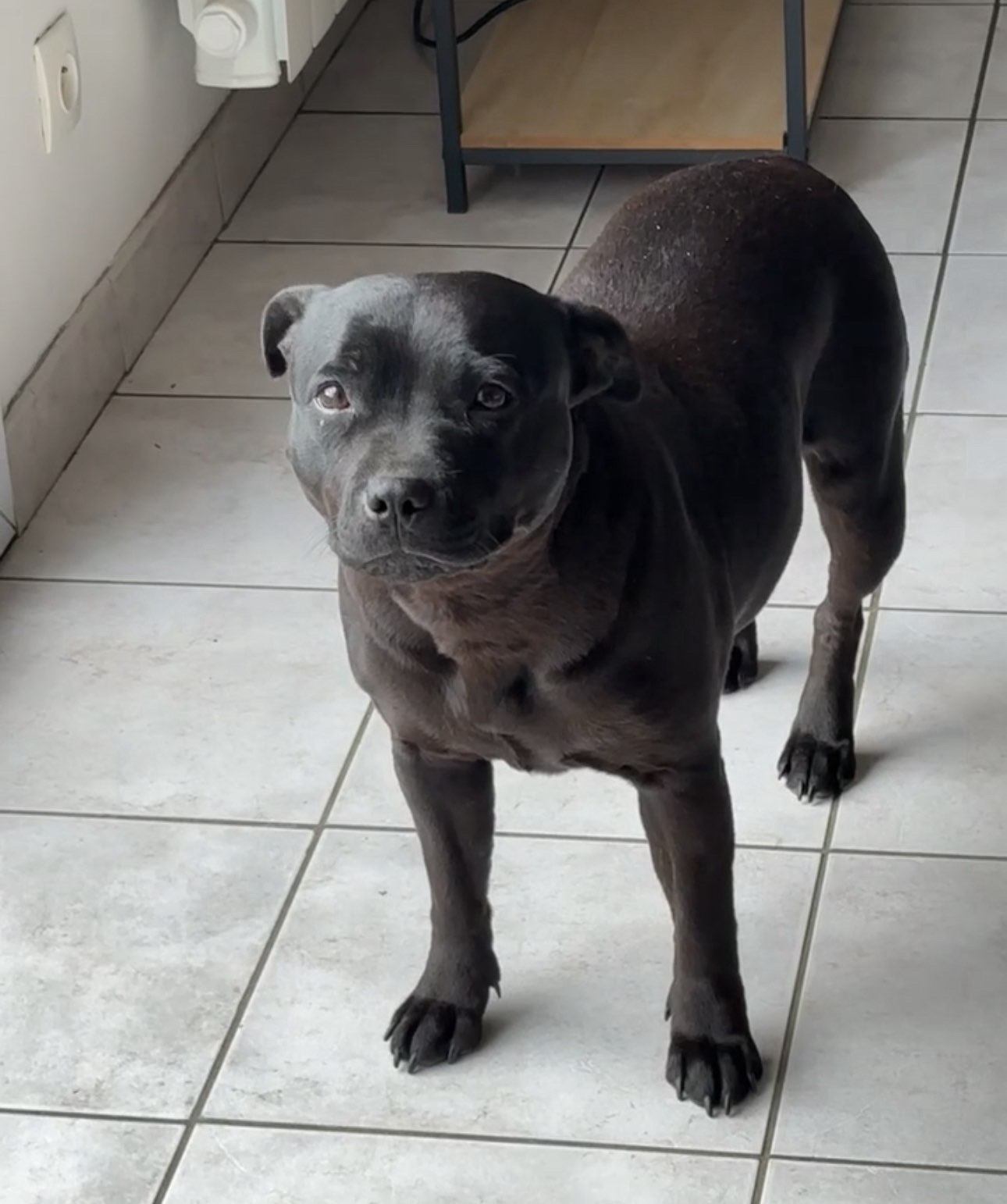 Tamia, maman Staffie LOF