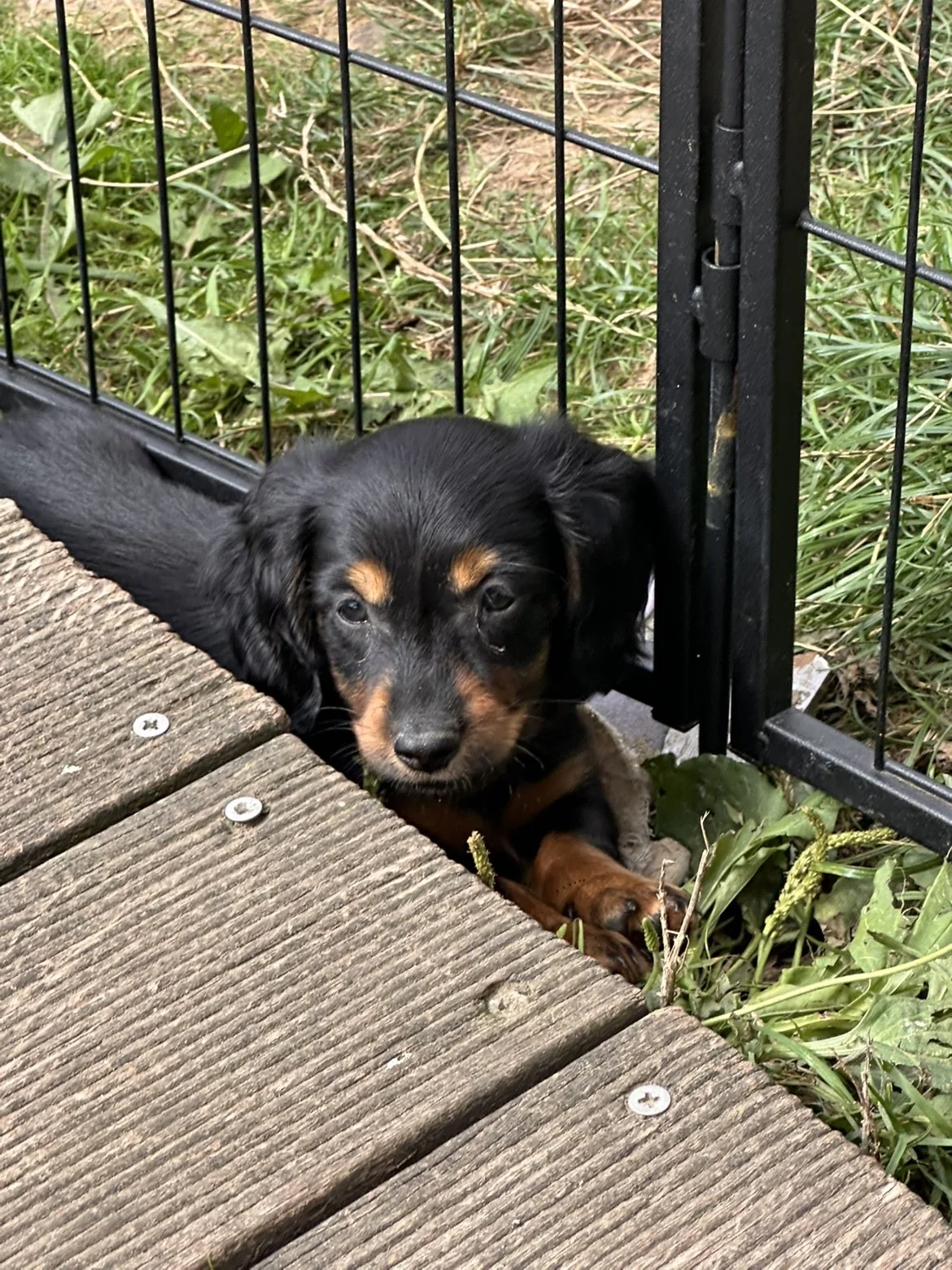 Teckel — chiot de l’élevage