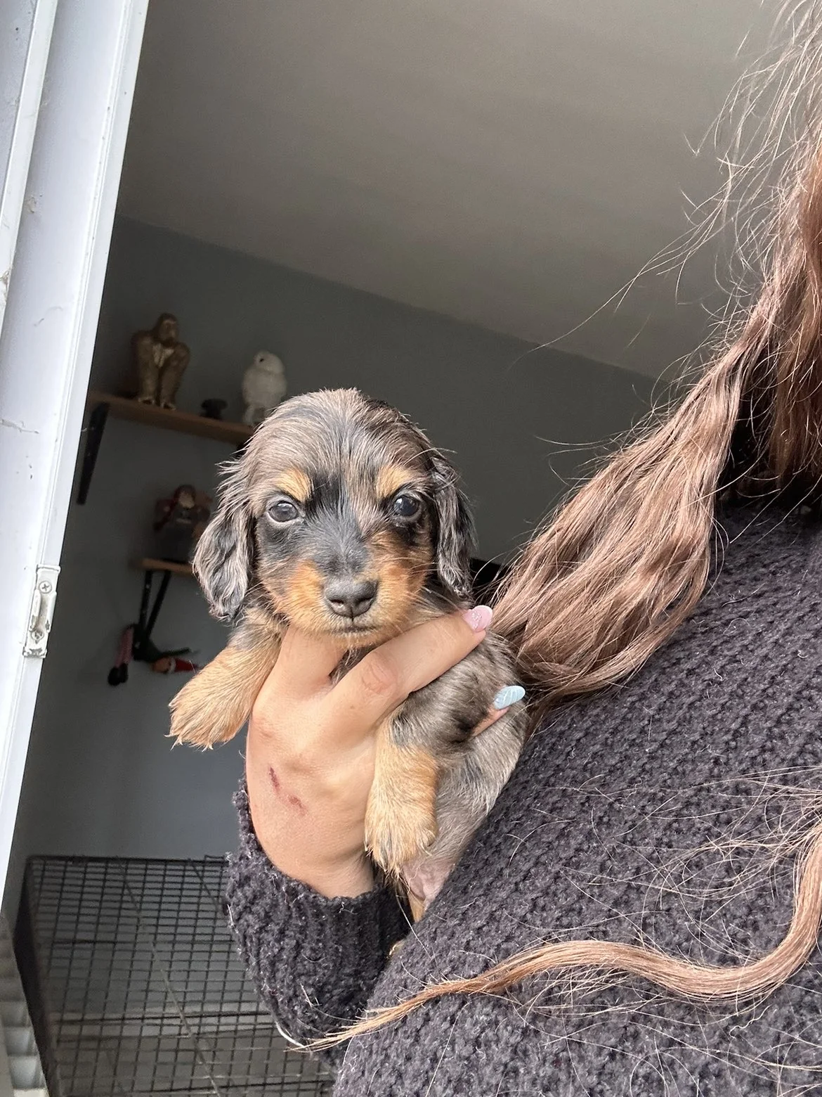 Teckel — chiot de l’élevage