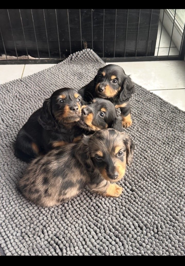 Mes petits Teckels — Photo de chiots de mon élevage · portée et disponibilités à confirmer